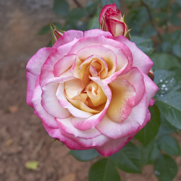 Rose flower, natural background — Stock Photo, Image