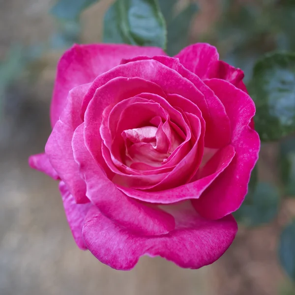 Fleur rose, fond naturel — Photo