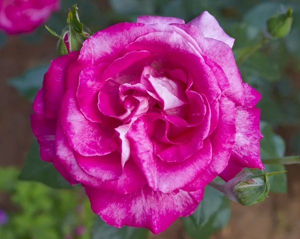 Rosa flor, fondo natural — Foto de Stock
