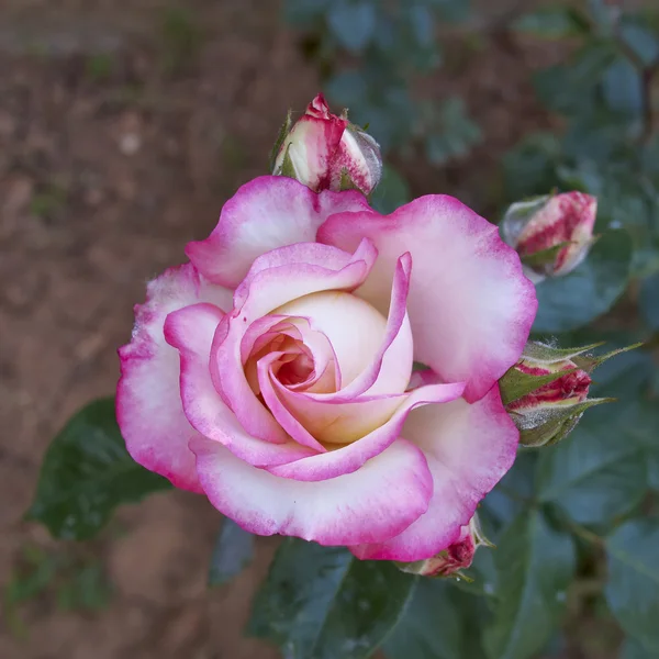 Flor de rosa, fundo natural — Fotografia de Stock