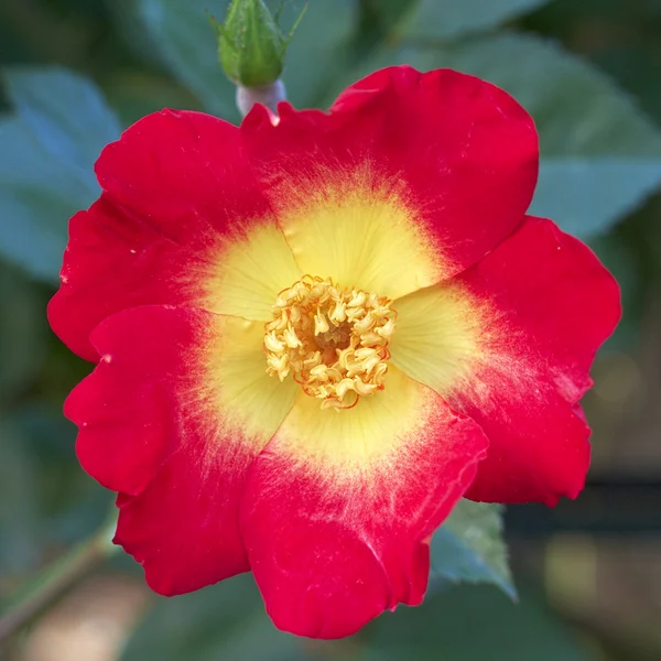 stock image Wild rose closeup