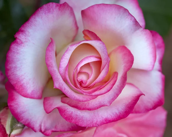 バラの花、自然な背景 — ストック写真