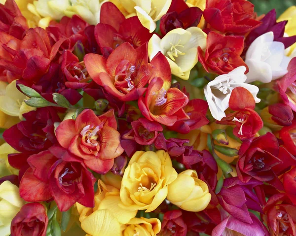 Variedad de flores de freesia coloridas primer plano — Foto de Stock