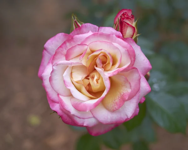 Rózsa virág, természetes háttér — Stock Fotó