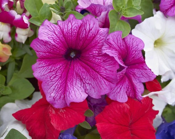 stock image Petunia flowers closeup, natural background