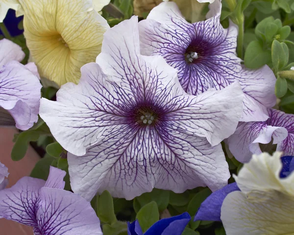 Πετούνια λουλούδια closeup, φυσικό περιβάλλον — Φωτογραφία Αρχείου