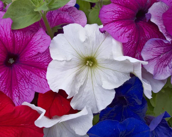 Zbliżenie kwiatów Petunie, naturalne tło — Zdjęcie stockowe
