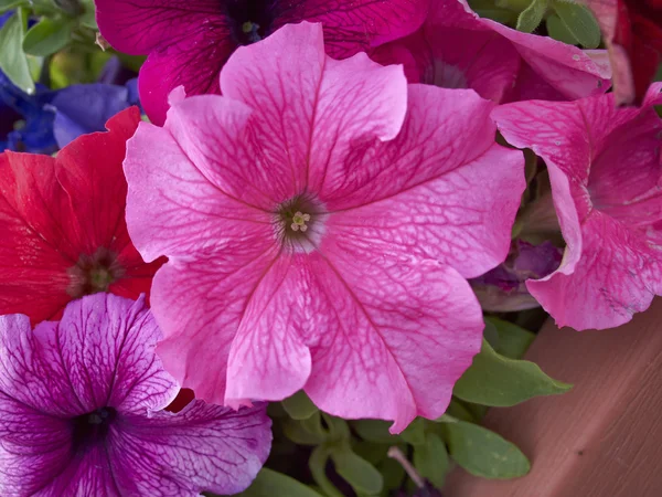 Petúnia flor close-up, fundo natural — Fotografia de Stock