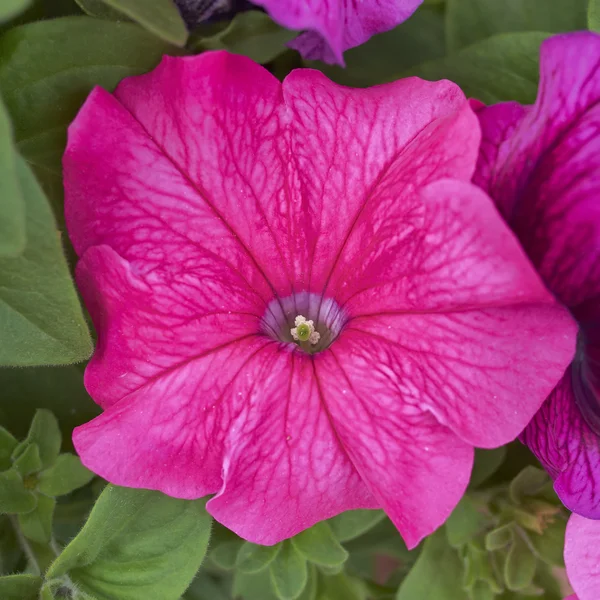 Petunia blomma närbild, naturliga bakgrund — Stockfoto