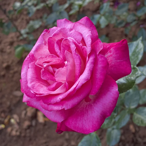 Fleur rose, fond naturel — Photo