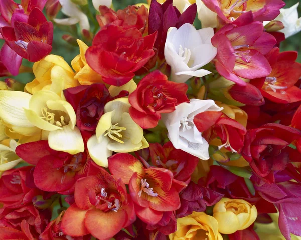 Variedad de flores de freesia coloridas primer plano — Foto de Stock
