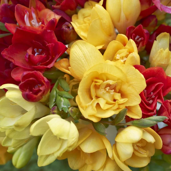 Vielzahl von bunten Freesia-Blumen Nahaufnahme — Stockfoto