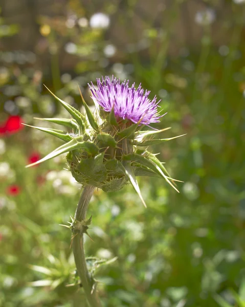 Distel lila Blume, natürlicher Hintergrund — Stockfoto