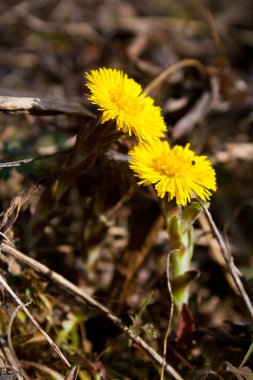 Coltsfoot flowers clipart