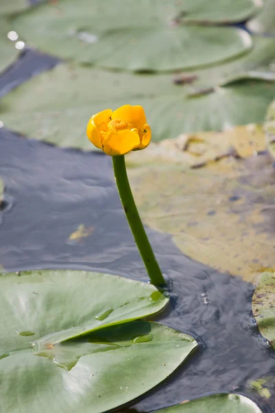 stock image Candock flower