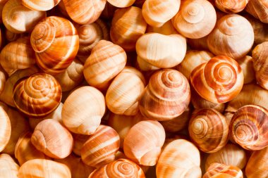 Escargot shells clipart