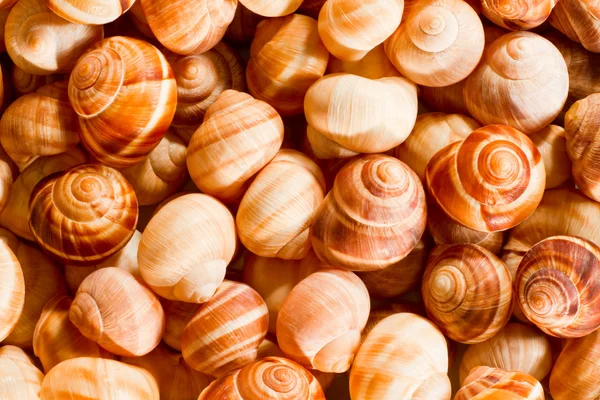 Escargot shells — Stock Photo, Image