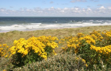 Dutch coast bahar
