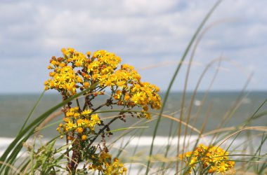 Wild Dune Flowers clipart