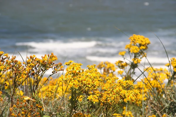 Пляжные цветы — стоковое фото