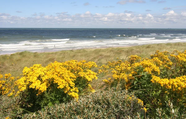 stock image Dutch Coast in Spring