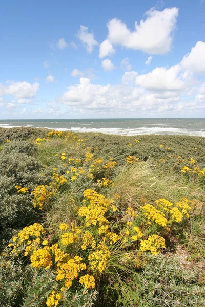 Wilde bloemen in de Nederlandse duinen — Stockfoto