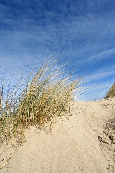 Grama de duna — Fotografia de Stock