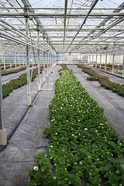 Rośliny cieplarniane — Zdjęcie stockowe