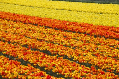 çiçek alanları holland