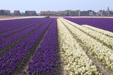 çiçek alanları holland