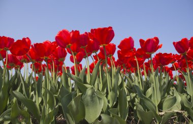 Hollanda 'daki lale tarlası