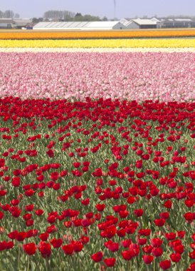 Flowerfields in Holland clipart