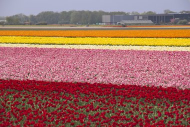 flowerfields, Hollanda