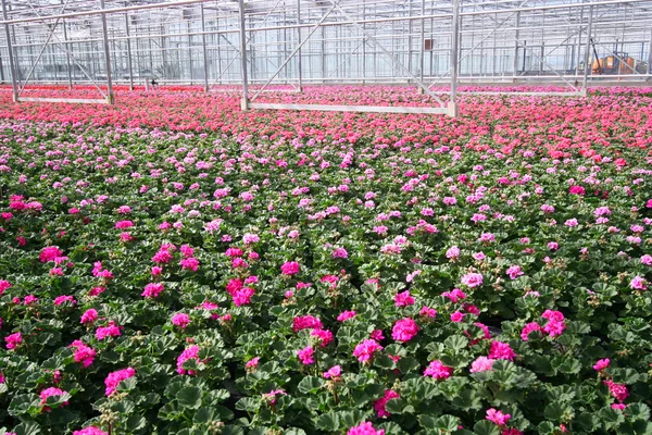 Greenhouse Flowers — Stock Photo, Image