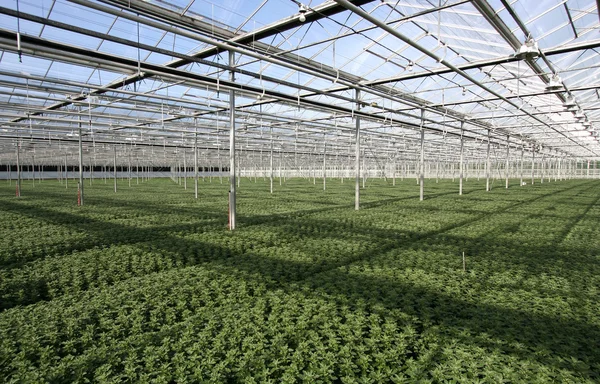 Växthusgaser växter — Stockfoto
