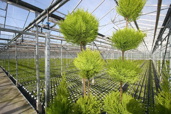 Växthusgaser barrträd — Stockfoto