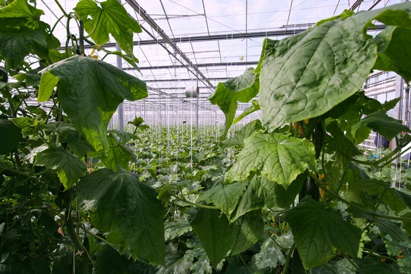 Greenhouse Plants — Stock Photo, Image