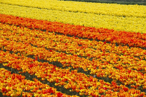 Flower Fields Holland — Stock Photo, Image