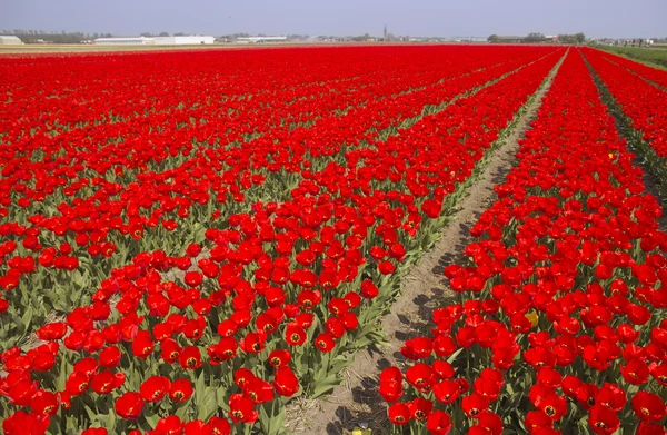 Тюльпановое поле в Голландии — стоковое фото