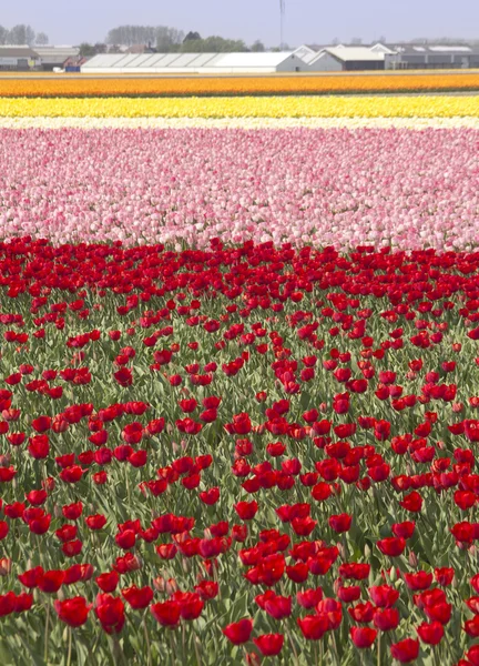 オランダの flowerfields — ストック写真