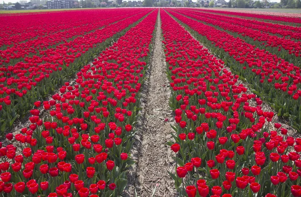 Blumen in Holland — Stockfoto