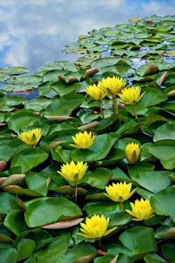 Yellow waterlilies in pond clipart