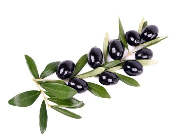 siyah zeytin