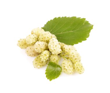 White mulberry clipart