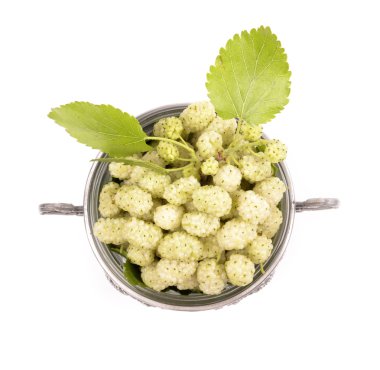 White mulberry clipart