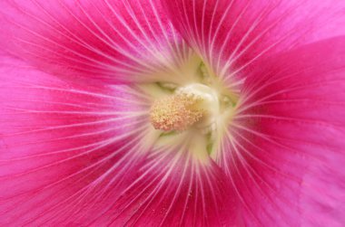 Flowers /Althaea officinalis/