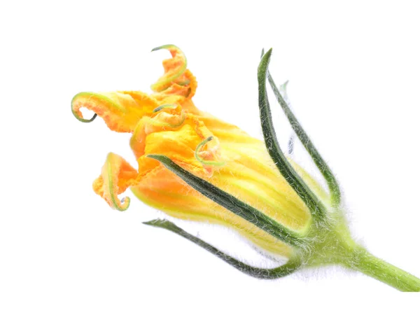 Flower zucchini — Stock Photo, Image