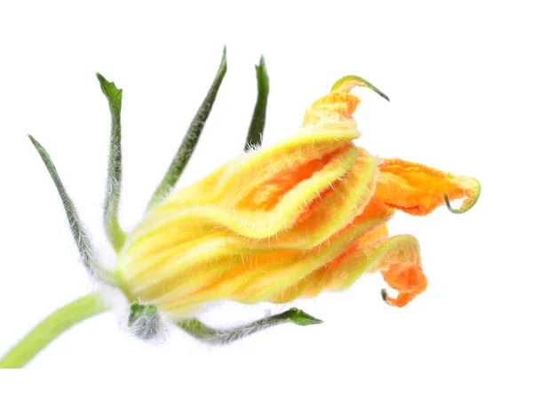 Fiore zucchine — Foto Stock