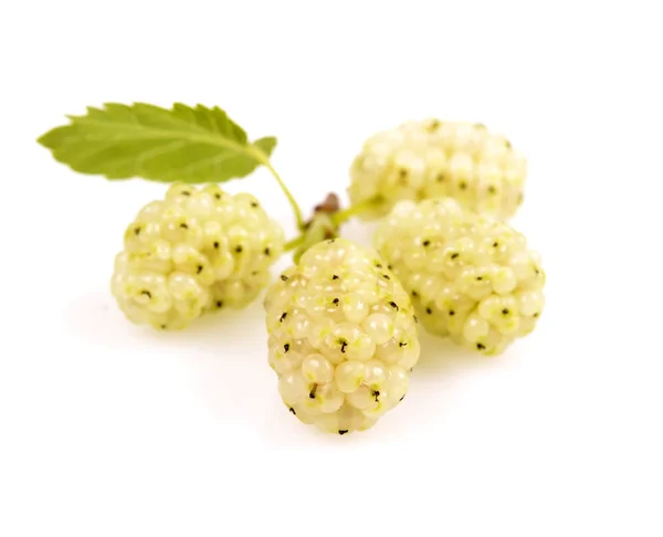 stock image White mulberry