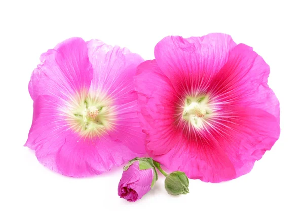 Flowers /Althaea officinalis/ — Stock Photo, Image